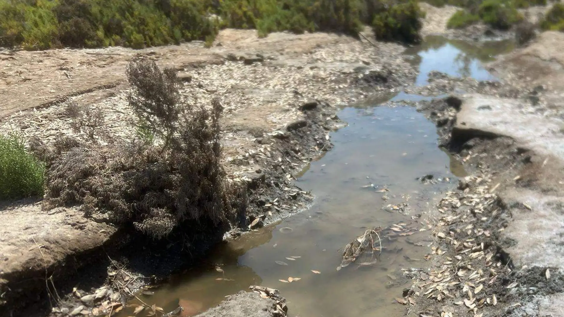 Contaminacion ensenada de la paz 2